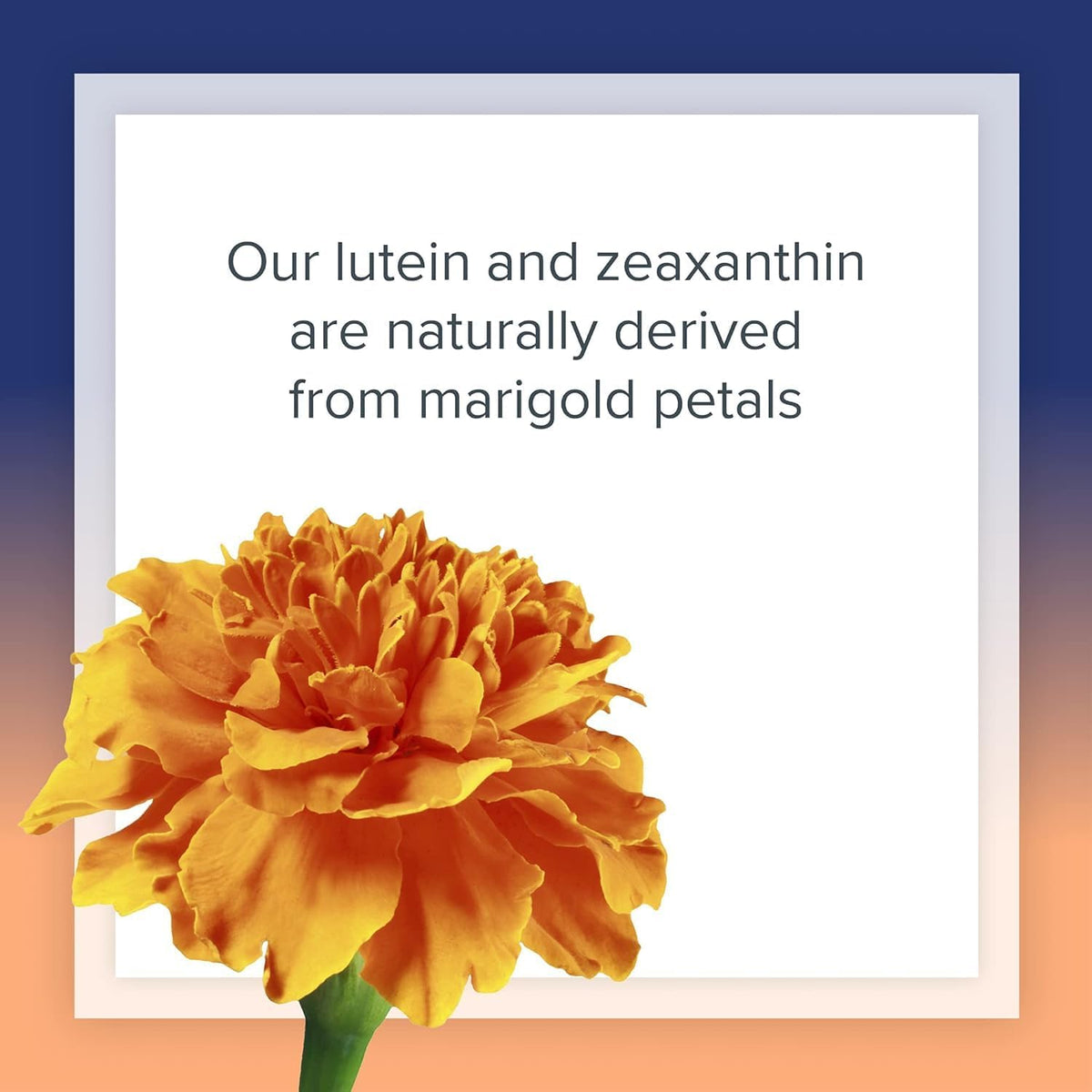 Natural Factors, Lutein 20 mg, Antioxidant Support for Healthy Eyes and Skin with Zeaxanthin, 120 Softgels