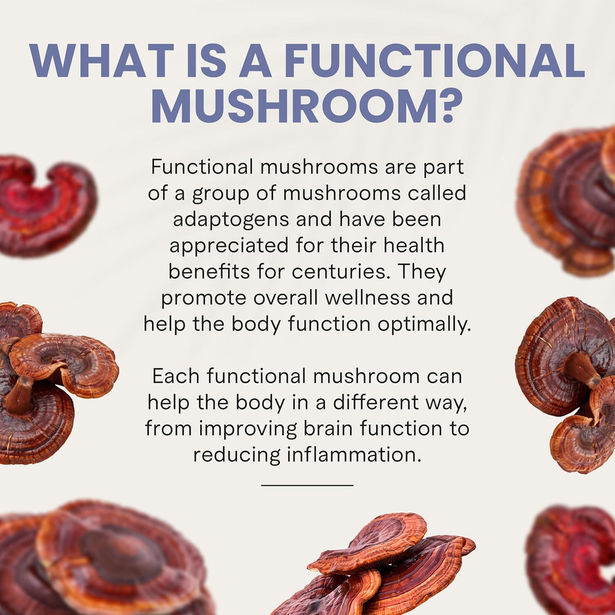 CHARLOTTE’S WEB REISHI STRESS SUPPORT GUMMIES 60GUMMIES