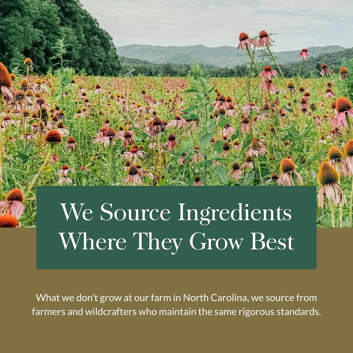 Gaia Herbs Adrenal Health Daily Support - with Ashwagandha, Holy Basil & Schisandra - Herbal Supplement to Help Maintain Healthy Energy & Stress Levels - 120 Vegan Liquid Phyto-Capsules (120 Count)