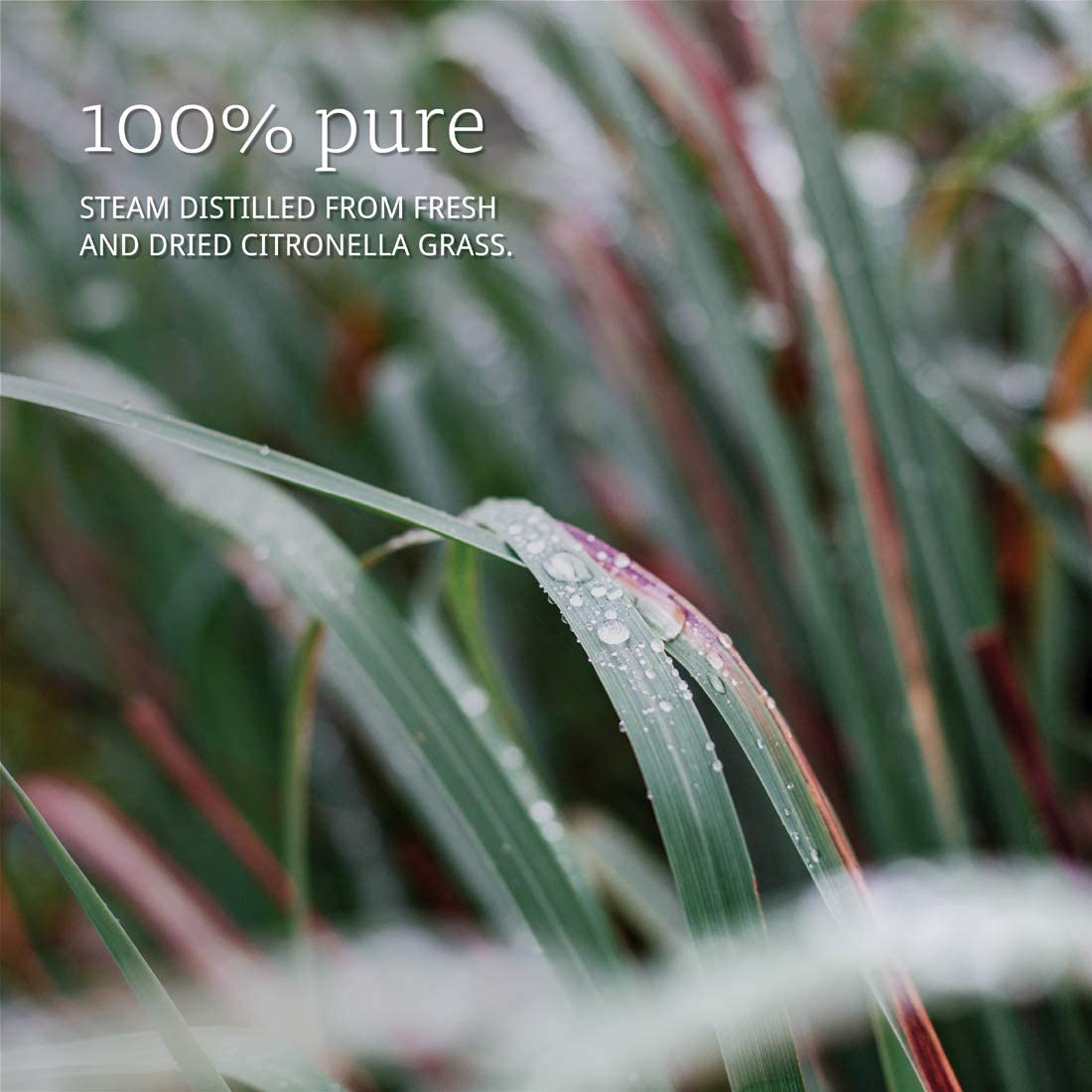 NOW Foods Essential Oils Citronella Oil, 4 fl oz