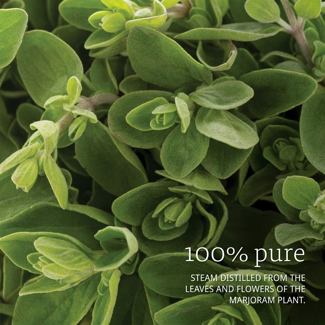 NOW Foods Essential Oils Marjoram, 1 fl oz