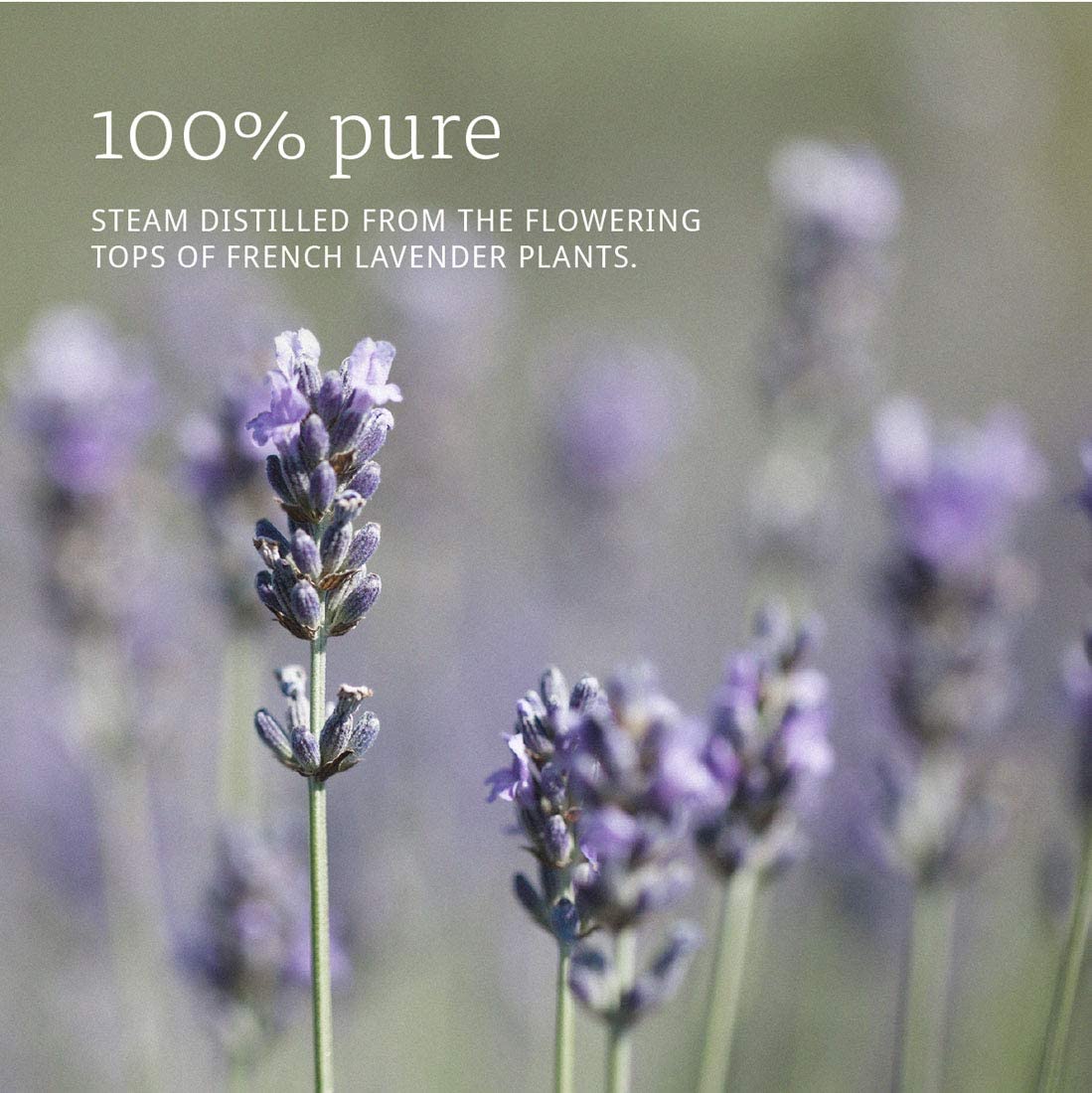 NOW Foods Essential Oils Lavender Oil, 16 fl oz