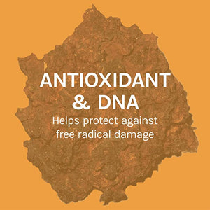 Host Defense Mushrooms™ Chaga Antioxidant & DNA Support, 60 Vegetarian Capsules