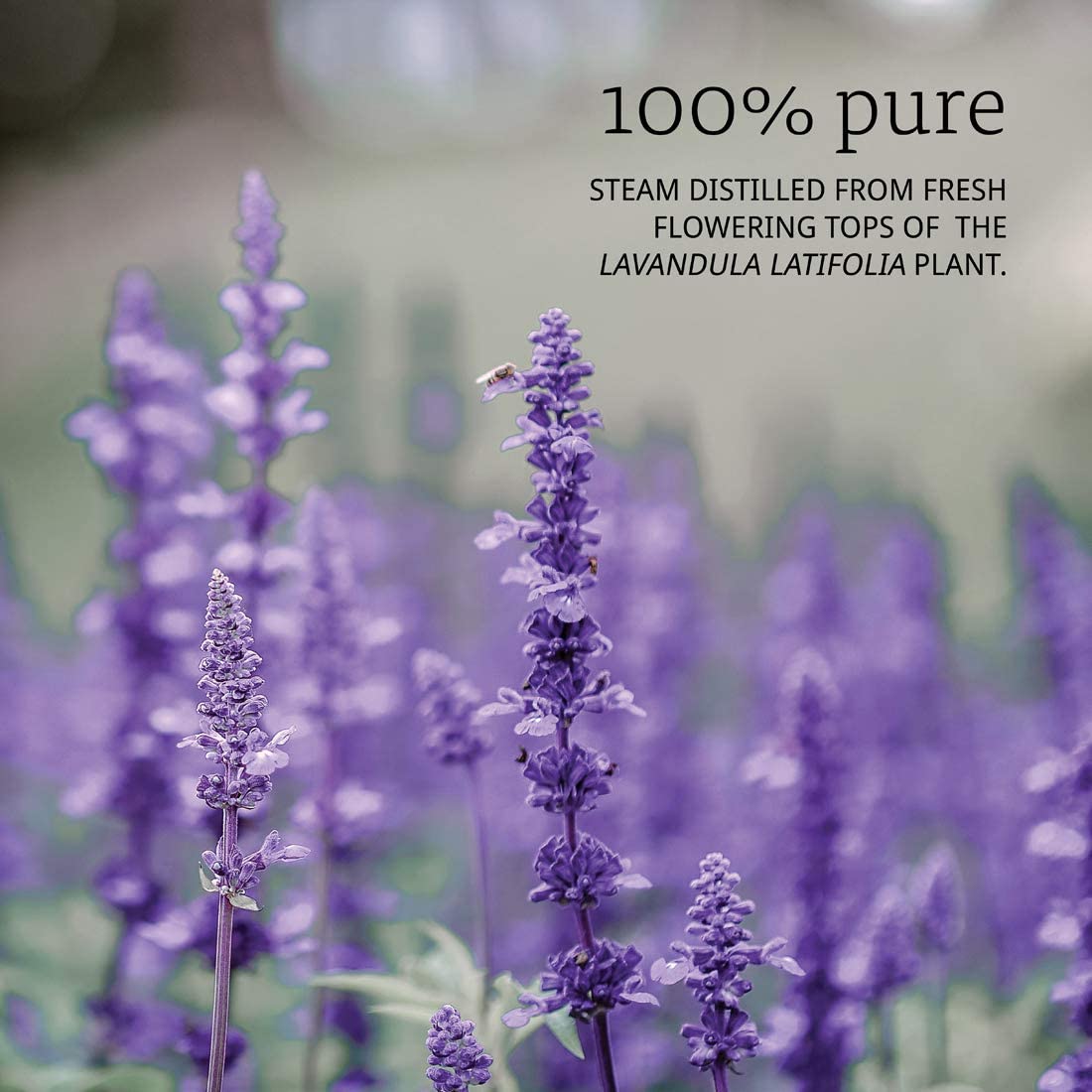 NOW - SPIKE LAVENDER OIL - 4 oz