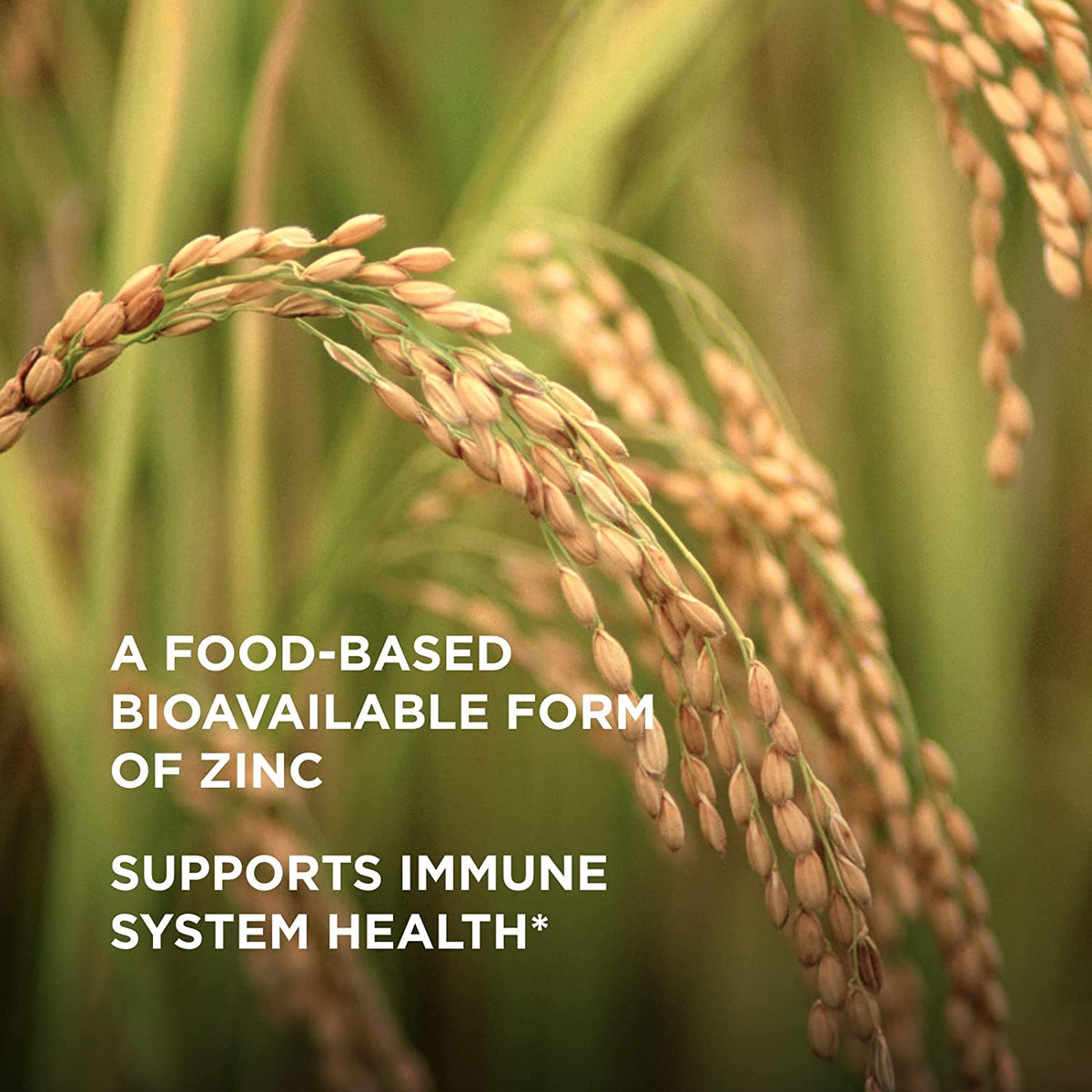 Solgar Earth Source Food Fermented Koji Zinc 25mg, 30 Vegetable Capsules - Higher-Absorption, Bioavailable Zinc for Immune &amp; Skin Health - Non-GMO, Vegan, Gluten Free, Dairy Free, Kosher - 30 Servings